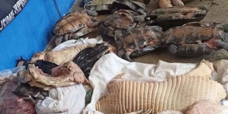 Animais silvestres e carnes ilegais são aprendidos durante fiscalização em feira