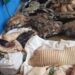 Animais silvestres e carnes ilegais são aprendidos durante fiscalização em feira