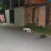 Venezuelano é executado a tiros na zona Norte de Manaus