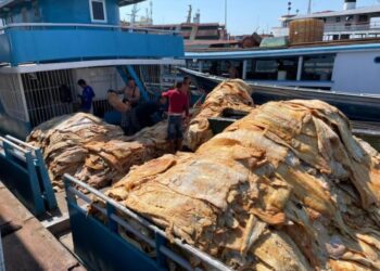 Dema apreende 20 toneladas de pirarucu ilegal, em Iranduba