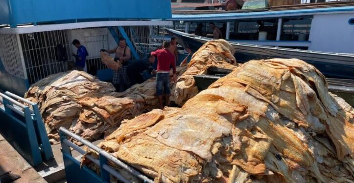 Dema apreende 20 toneladas de pirarucu ilegal, em Iranduba
