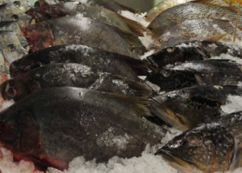 Especialistas afirmam que peixes de viveiro vendidos por supermercados são seguros