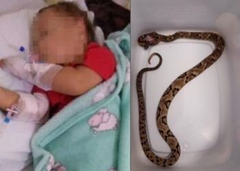 Bebê de 1 ano é picado por cobra enquanto brincava no quintal de casa