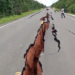 Mais uma vez, crateras se abrem na BR-319 e causam transtornos aos usuários da via; veja o vídeo