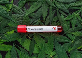 Pesquisadores brasileiros estudam uso de canabidiol no tratamento pós-Covid