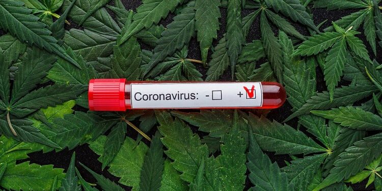 Pesquisadores brasileiros estudam uso de canabidiol no tratamento pós-Covid