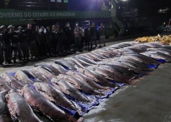 Ao todo, 12 toneladas de pescado ilegal são apreendidos dentro de embarcação em Coari