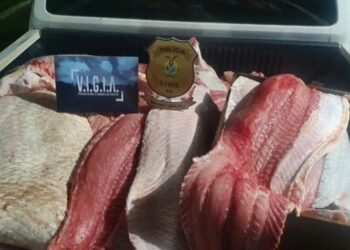 Homem é preso com quase 1 tonelada de pescado ilegal, no Amazonas