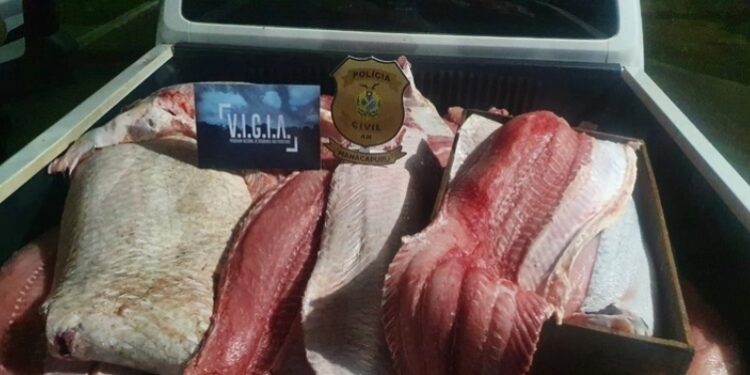 Homem é preso com quase 1 tonelada de pescado ilegal, no Amazonas