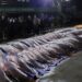 Ao todo, 12 toneladas de pescado ilegal são apreendidos dentro de embarcação em Coari