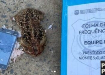 Celular é encontrado dentro do ‘bucho’ de sapo jogado para dentro de presídio