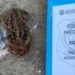 Celular é encontrado dentro do ‘bucho’ de sapo jogado para dentro de presídio