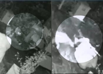 Idosa é atacada por onça e se ‘salva’ com ajuda de uma bengala