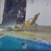 VÍDEO: Pai salva filha de apenas 1 ano de afogamento em piscina de casa