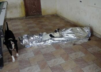 Cachorros protegem corpo de idoso que morreu ‘de dor’ após aguardar mais de 6 horas pelo Samu
