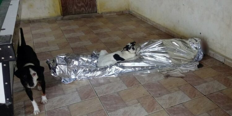 Cachorros protegem corpo de idoso que morreu ‘de dor’ após aguardar mais de 6 horas pelo Samu