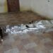 Cachorros protegem corpo de idoso que morreu ‘de dor’ após aguardar mais de 6 horas pelo Samu
