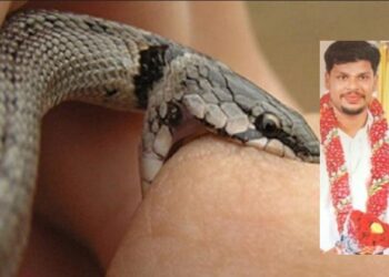 Homem é preso por alugar cobra venenosa para matar esposa e  poder ficar com amante