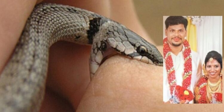 Homem é preso por alugar cobra venenosa para matar esposa e  poder ficar com amante