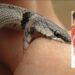 Homem é preso por alugar cobra venenosa para matar esposa e  poder ficar com amante