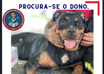 Rottweiler é resgatado por bombeiros em escola em Manaus e aguarda dono em quartel