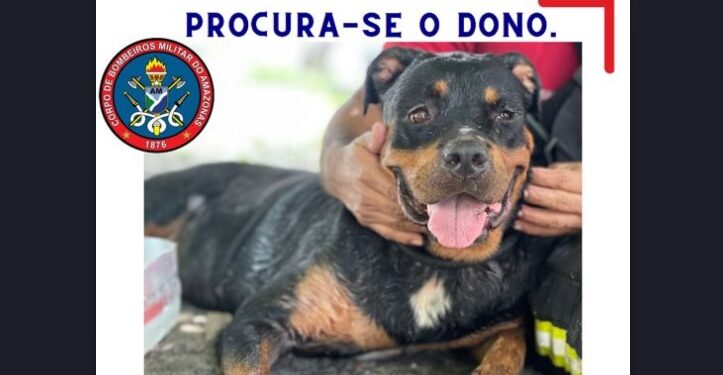 Rottweiler é resgatado por bombeiros em escola em Manaus e aguarda dono em quartel