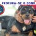 Rottweiler é resgatado por bombeiros em escola em Manaus e aguarda dono em quartel