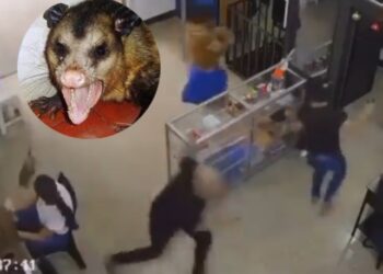 VÍDEO: Mucura invade loja no Centro de Manaus e causa desespero em clientes e funcionários