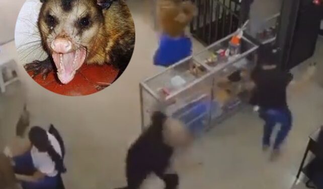 VÍDEO: Mucura invade loja no Centro de Manaus e causa desespero em clientes e funcionários