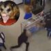 VÍDEO: Mucura invade loja no Centro de Manaus e causa desespero em clientes e funcionários