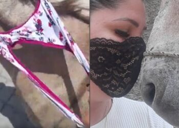 VÍDEO: Ativista usa a própria calcinha para resgatar animais em rodovia