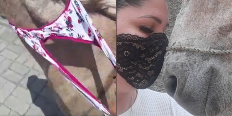 VÍDEO: Ativista usa a própria calcinha para resgatar animais em rodovia