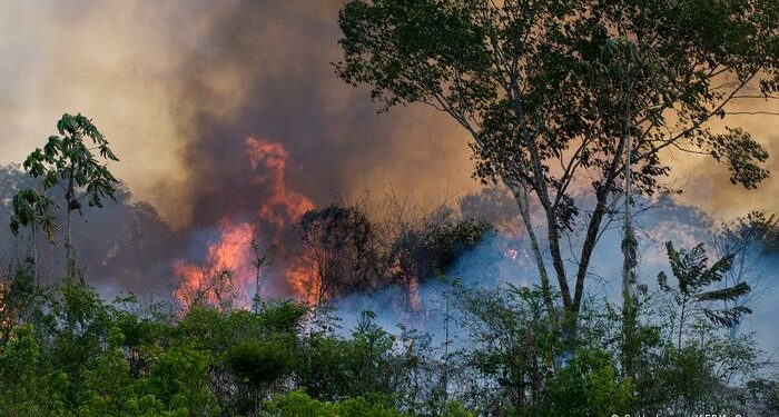 Desmatamento na Amazônia bate triste recorde e preocupa ambientalistas