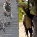 VÍDEO: Patixa xinga agentes da Força Nacional e por pouco não vai em ‘cana’