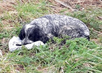 Homem degola cadela com filhotes por causa de briga por herança