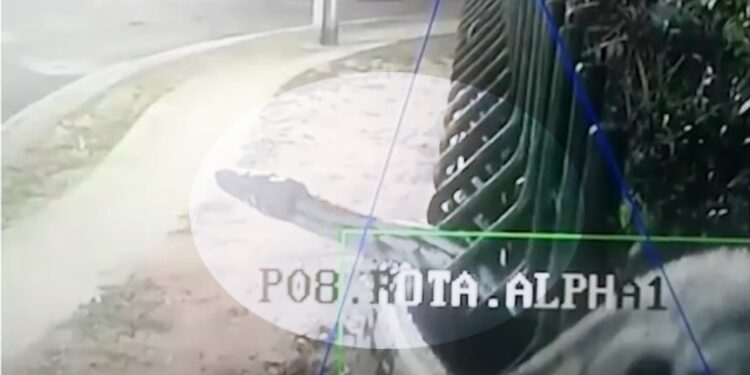Manaus: Cobra gigante é flagrada por câmera de segurança de condomínio