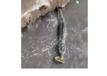 Jacaré e cobra promovem a maior ‘luta’ no meio do igarapé do Mindu; veja vídeo