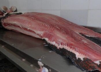 Feira do Pirarucu oferece peixe a partir de R$ 6/Kg neste fim de semana, em Manaus