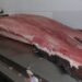 Feira do Pirarucu oferece peixe a partir de R$ 6/Kg neste fim de semana, em Manaus
