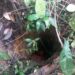 Corpo em decomposição é encontrado dentro de buraco em mata, no Mauazinho
