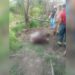 Corpo decapitado é encontrado em mata no Cacau Pirêra
