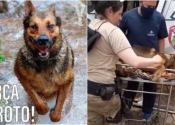 Cão policial é gravemente ferido durante perseguição a suspeito