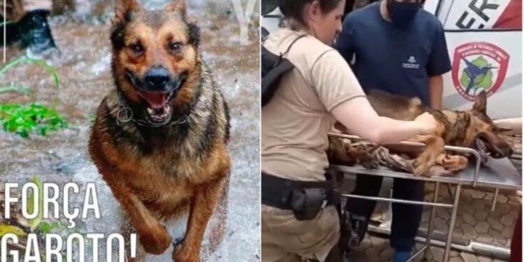 Cão policial é gravemente ferido durante perseguição a suspeito