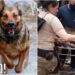 Cão policial é gravemente ferido durante perseguição a suspeito