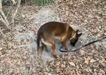Cão farejador encontra mais de 1 tonelada de cocaína escondida em túnel subterrâneo
