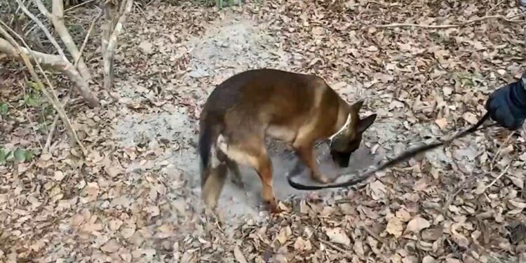 Cão farejador encontra mais de 1 tonelada de cocaína escondida em túnel subterrâneo