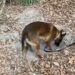 Cão farejador encontra mais de 1 tonelada de cocaína escondida em túnel subterrâneo
