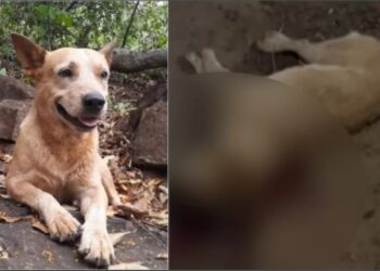 Advogado é preso suspeito de matar cachorro de amigo a tiros
