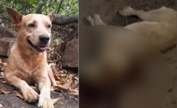 Advogado é preso suspeito de matar cachorro de amigo a tiros