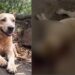 Advogado é preso suspeito de matar cachorro de amigo a tiros